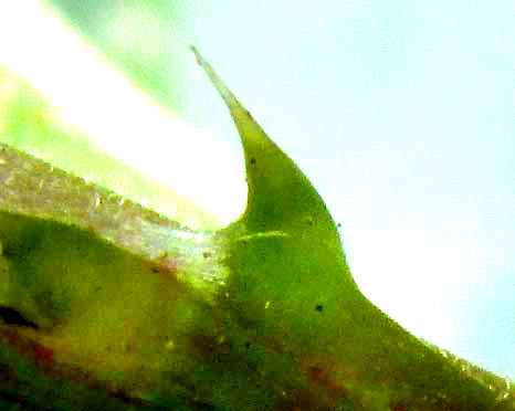 Cow Itch, URERA BACCIFERA, spine