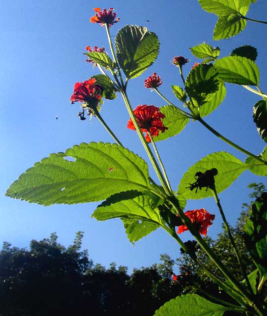 LANTANA CAMARA leaves & flowers, orange-red flowers