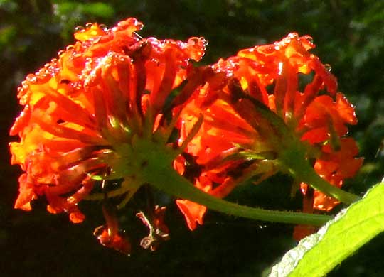 LANTANA CAMARA, orange-red flower clusters