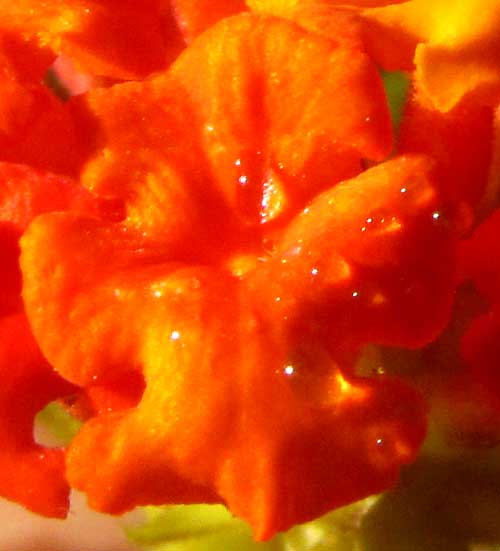 LANTANA CAMARA flower face, orange-red