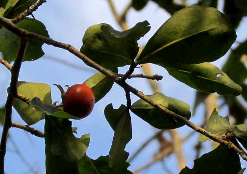 Persimmon, DIOSPYROS ANISANDRA