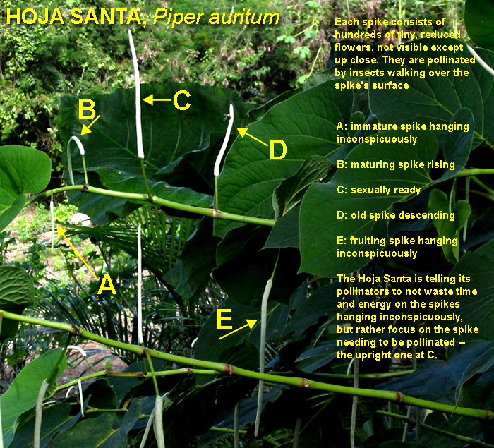 Piper auritum, spikes communicating with pollinators