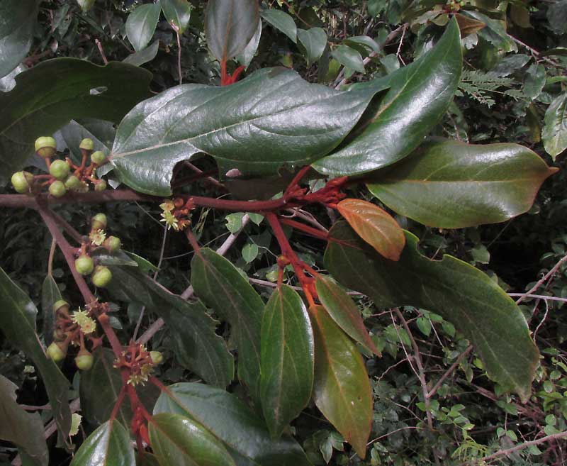 Coffee Colubrina, COLUBRINA ARBORESCENS