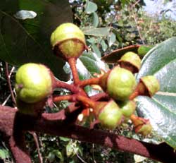 Coffee Colubrina, COLUBRINA ARBORESCENS, fruits