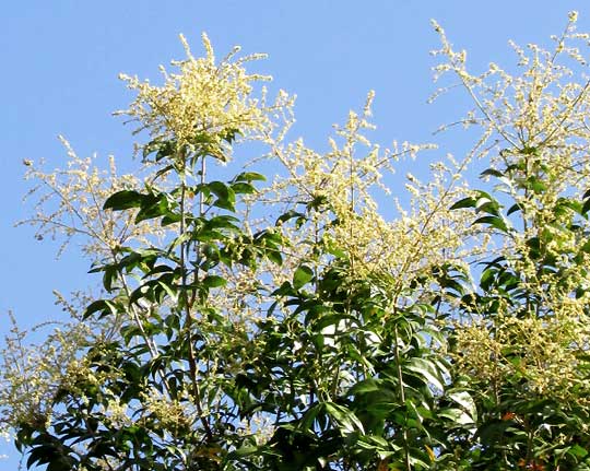 Sapindus saponaria Soapberry Tree 10 Seeds #Tree 