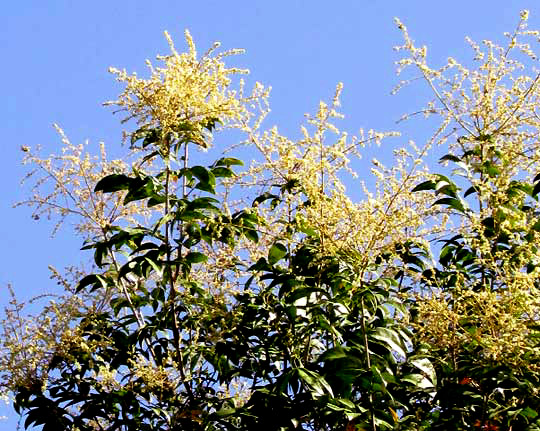 Soapberry, SAPINDUS SAPONARIA, flowering