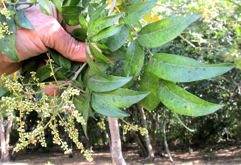 Soapberry, SAPINDUS SAPONARIA