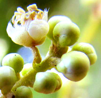 Soapberry, SAPINDUS SAPONARIA, flowers