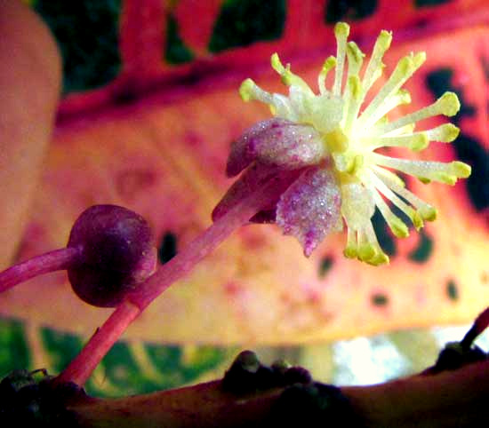 Variegated Croton, CODIAEUM VARIEGATUM, male flower