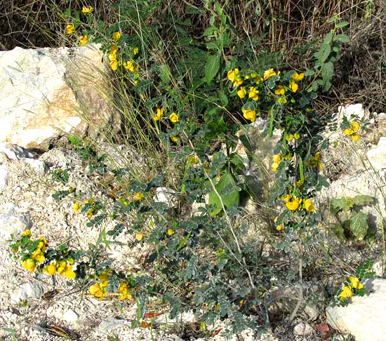 SENNA PALLIDA var. GAUMERI, habit