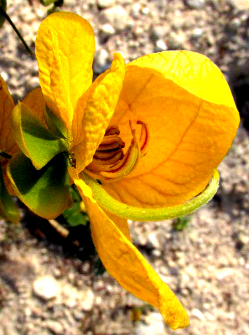 SENNA PALLIDA var. GAUMERI, flower from front