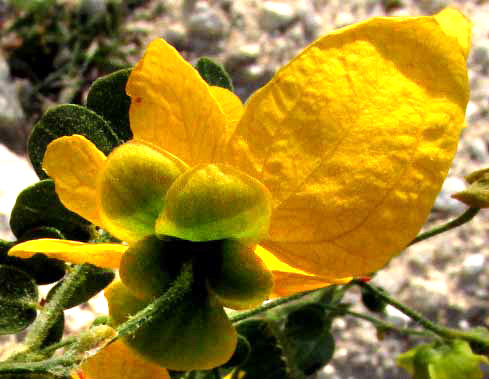 SENNA PALLIDA var. GAUMERI, sepals