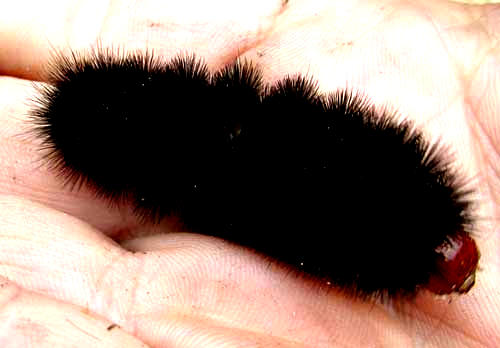 Giant Woolly Bear Caterpillar, HYPERCOMPE SCRIBONIA