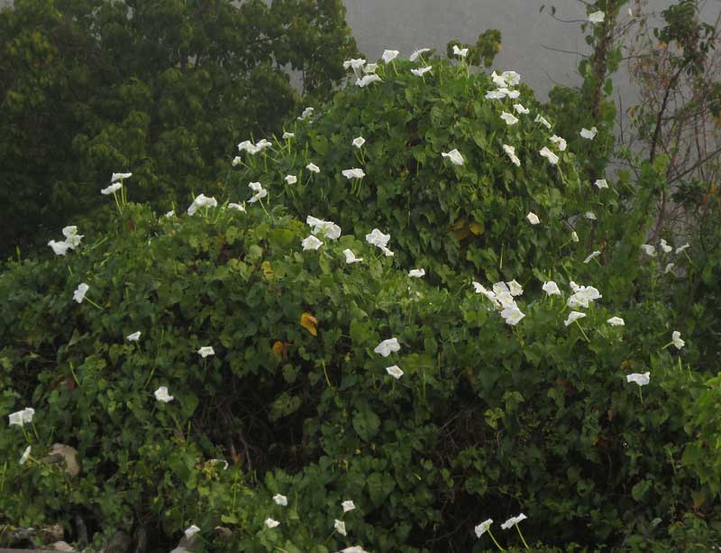 Moonflower, IPOMOEA ALBA, being invasive