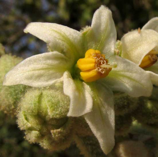 Potatotree, SOLANUM ERIANTHUM, flower