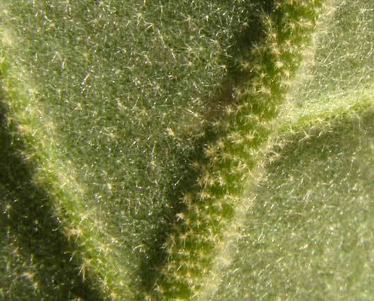 Potatotree, SOLANUM ERIANTHUM, stellate hairs on lower leaf surface