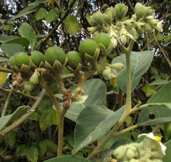Potatotree, SOLANUM ERIANTHUM, inflorescence with fruit