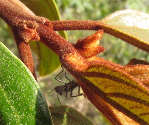 Coffee Colubrina, COLUBRINA ARBORESCENS, hairiness & ant