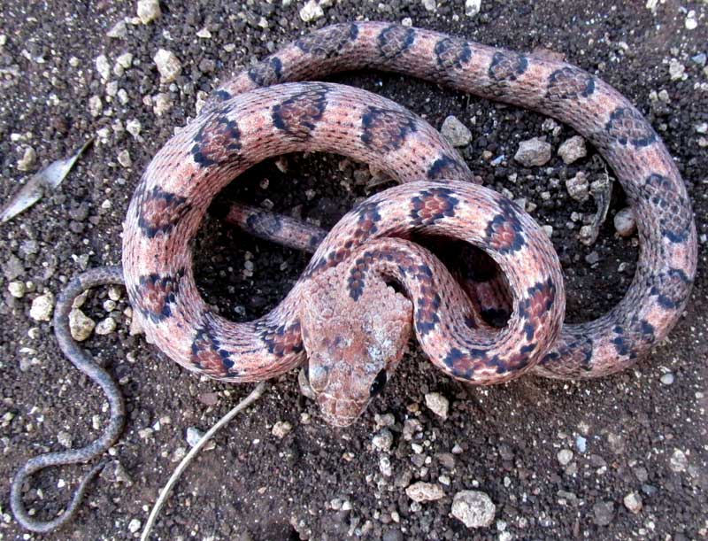 Yellow-red Ratsnake, PSEUDELAPHE FLAVIRUFA, young, coiled