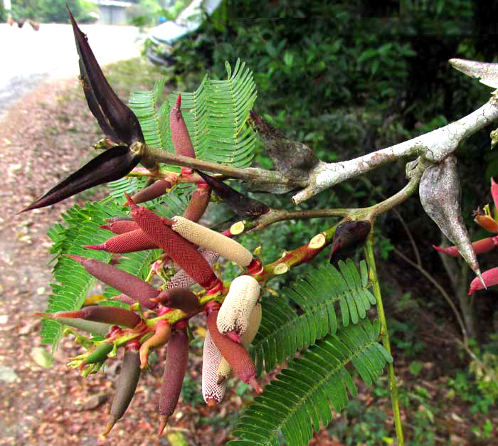 Maya Acacia, VACHELLI [ACACIA] MAYANA