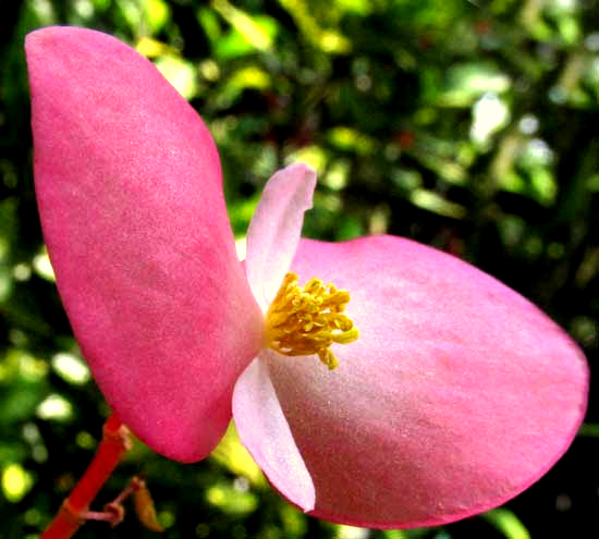 Angel Wing Begonia, BEGONIA COCCINEA, male flower