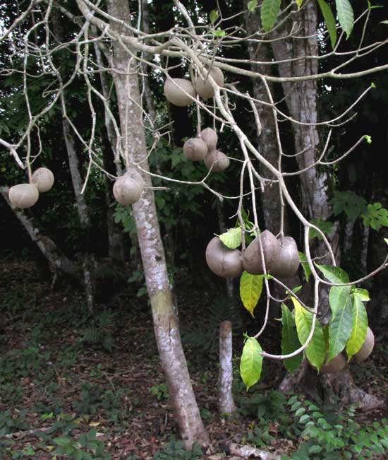 STEMMADENIA DONNELL-SMITHII, fruits