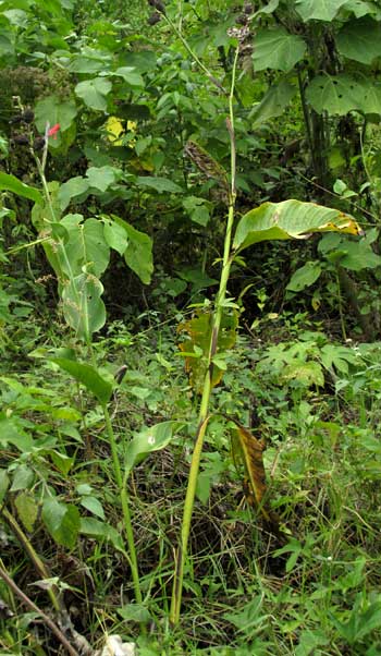 Wild Canna Lily, CANNA INDICA, habitat