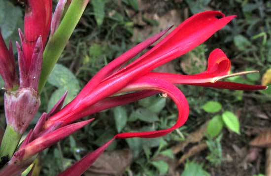 Wild Canna Lily, CANNA INDICA, flower