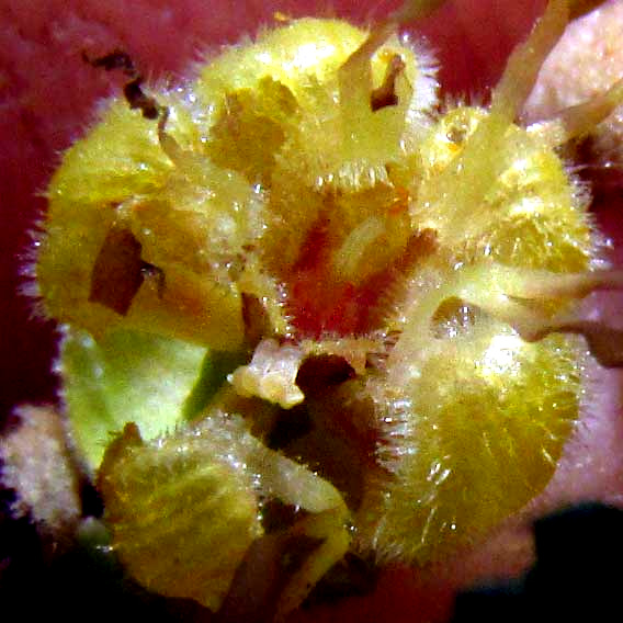 GUAZUMA ULMIFOLIA, flower interior