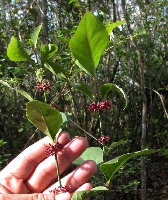 CROSSOPETALUM GAUMERI, leaves and flower