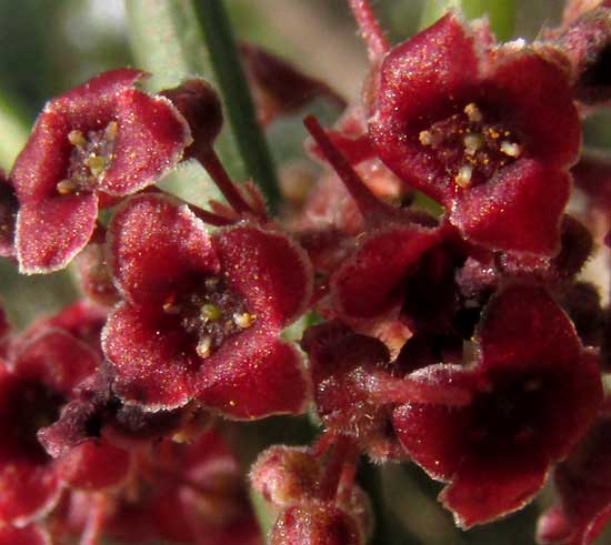 CROSSOPETALUM GAUMERI, flowers