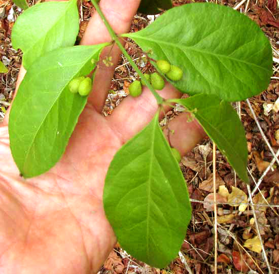 CROSSOPETALUM PARVIFLORUM, leaves and fruits