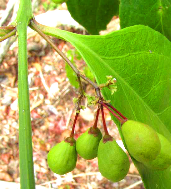 CROSSOPETALUM PARVIFLORUM fruits