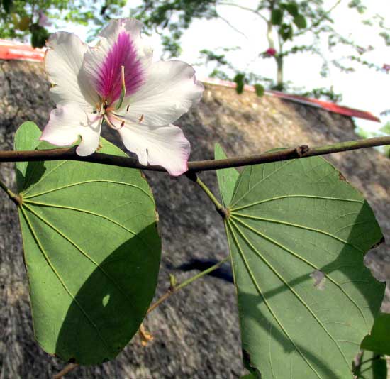 Purple Orchid Tree, BAUHINIA VARIEGATA, white flowers