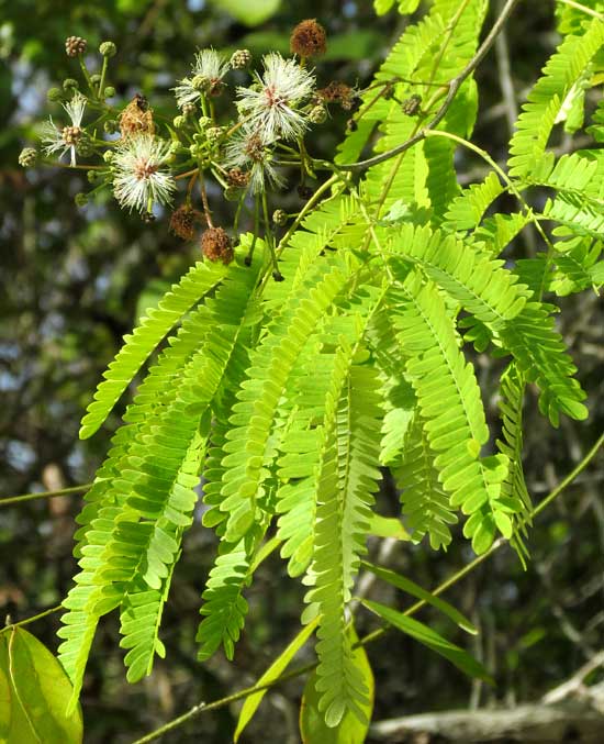 False Tamarind, Lysiloma latisiliquum, flowers and leaves