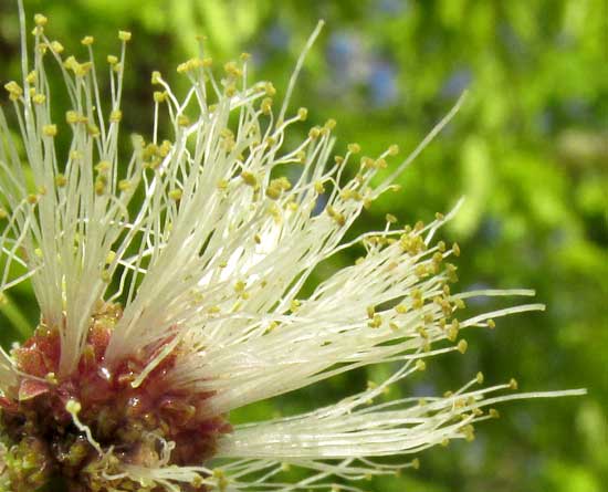 False Tamarind, Lysiloma latisiliquum, flowers