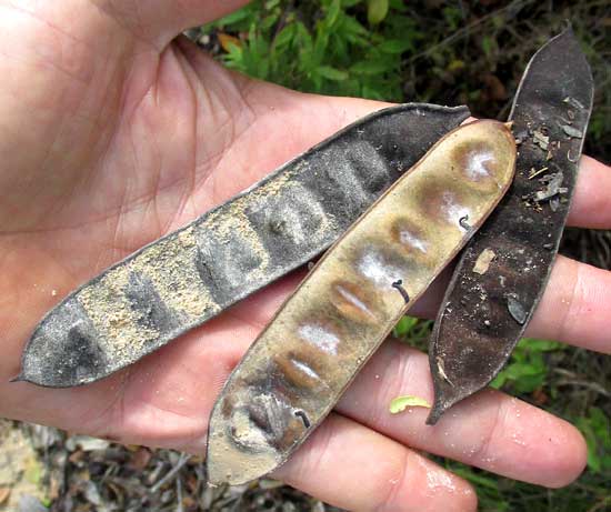 False Tamarind, Lysiloma latisiliquum, old legumes