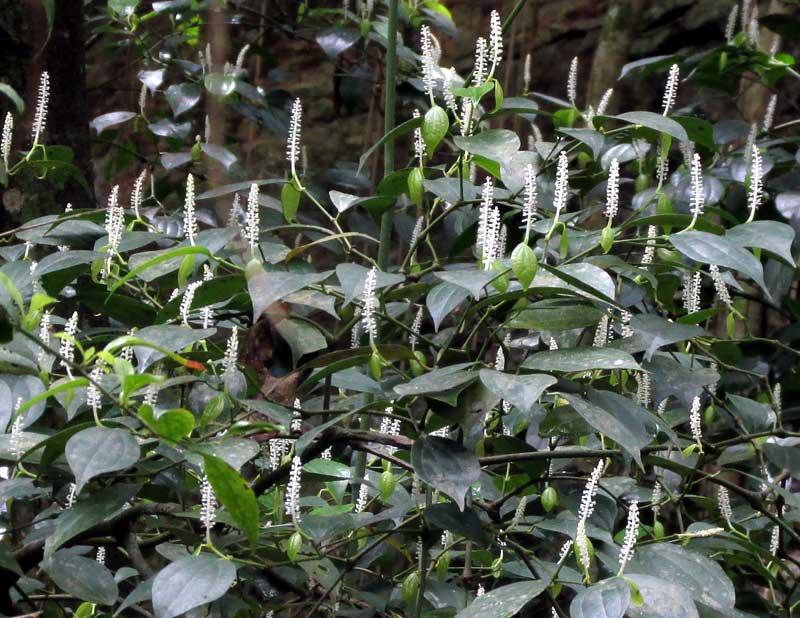 PIPER YUCATANENSE, flowering