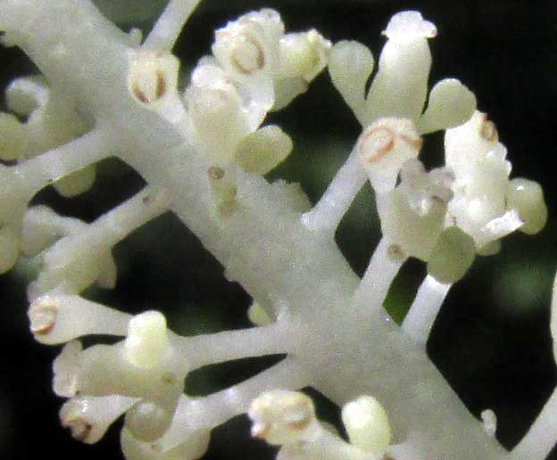 PIPER YUCATANENSE, flowers