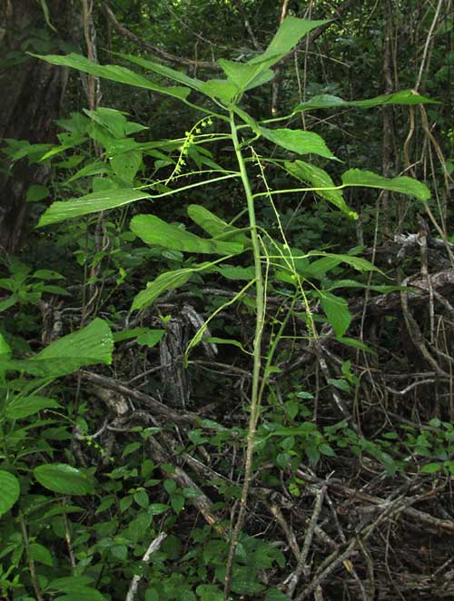 Acalypha Bush, ACALYPHA VILLOSA in deep shade