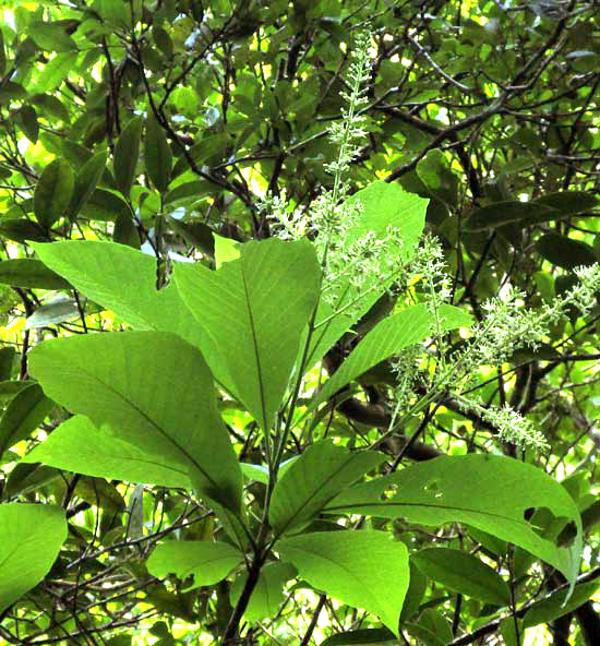 Wild Mamey, ALSEIS YUCATANENSIS, flowering branch