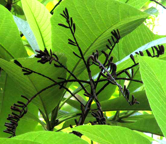 Wild Mamey, ALSEIS YUCATANENSIS, old fruiting cluster