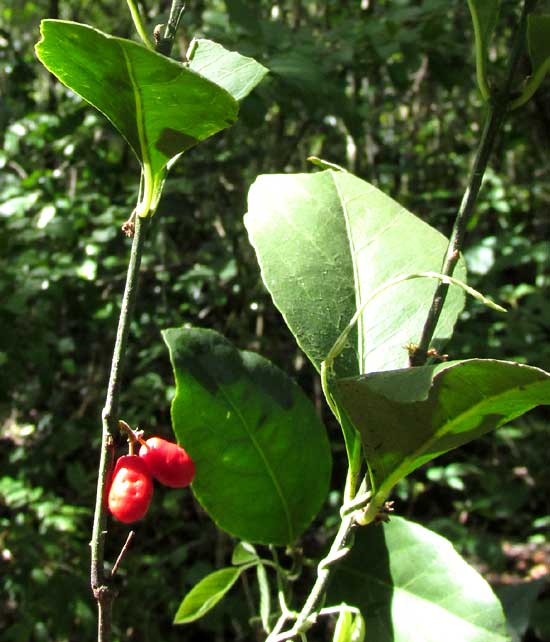 CROSSOPETALUM GAUMERI, fruits