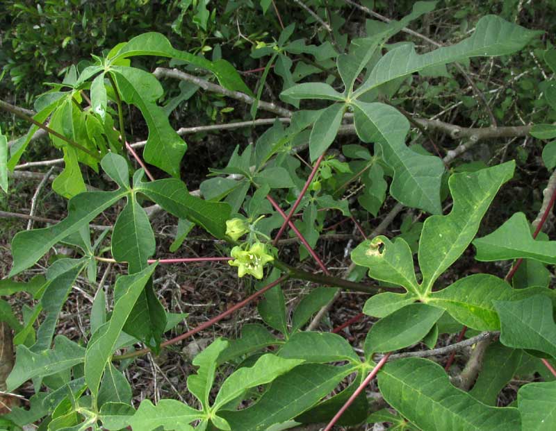 Wild Manioc, MANIHOT AESCULIFOLIA