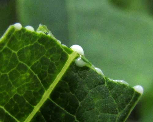 Wild Manioc, MANIHOT AESCULIFOLIA, white latex