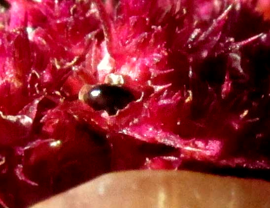 Red Amaranth, AMARANTHUS CRUENTUS, seed in fruit
