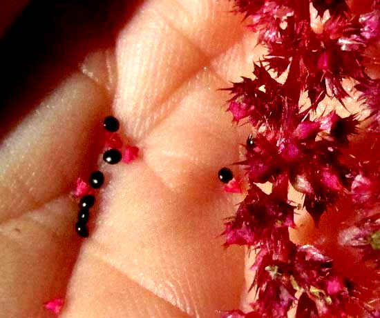 Red Amaranth, AMARANTHUS CRUENTUS, seeds