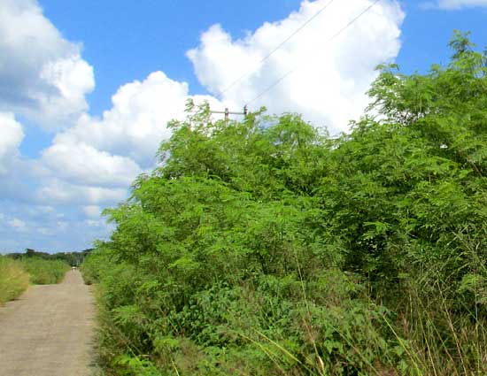 Wild Tamarind, LEUCAENA LEUCOCEPHALA, along road