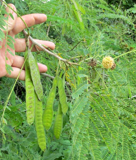 Wild Tamarind, LEUCAENA LEUCOCEPHALA, flower head and legumes