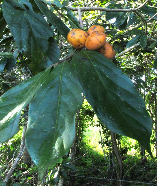 DIOSPYROS YATESIANA